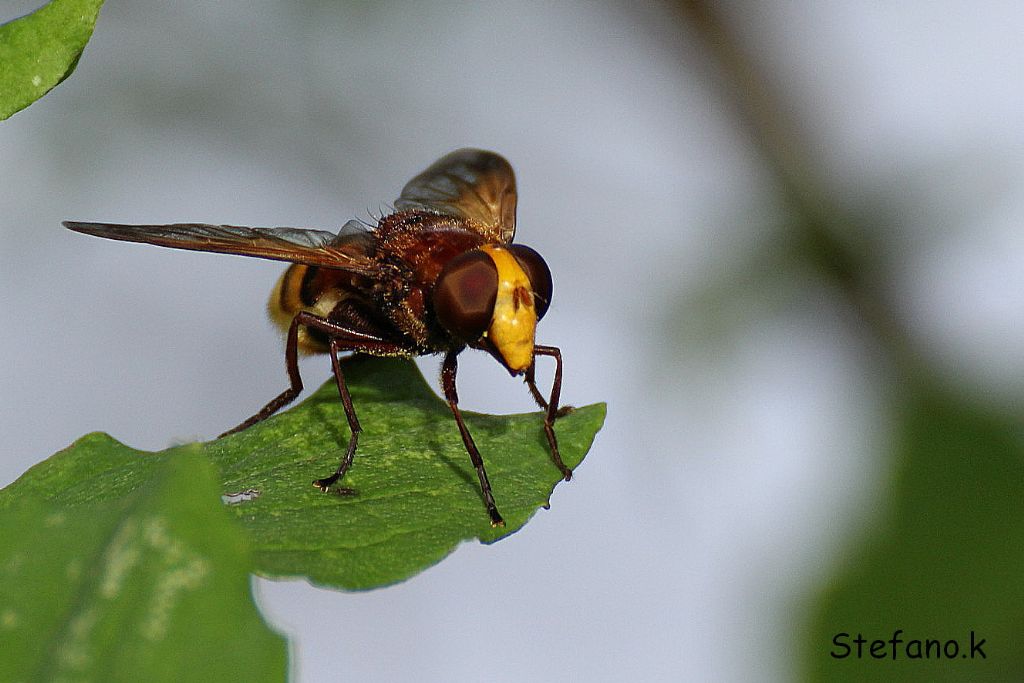 Femmina di Volucella zonaria